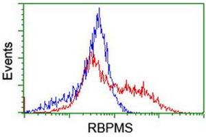 Image no. 2 for anti-RNA Binding Protein with Multiple Splicing (RBPMS) antibody (ABIN1500641) (RBPMS antibody)
