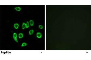 Immunofluorescence analysis of A-549 cells, using MRPL32 polyclonal antibody . (MRPL32 antibody)