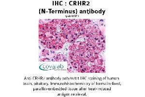 Image no. 1 for anti-Corticotropin Releasing Hormone Receptor 2 (CRHR2) (Extracellular Domain), (N-Term) antibody (ABIN1733314) (CRHR2 antibody  (Extracellular Domain, N-Term))