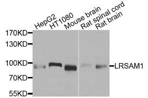 Western blot analysis of extracts of various cell lines, using LRSAM1 antibody. (LRSAM1 antibody  (AA 1-290))