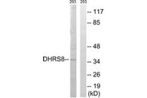 Western blot analysis of extracts from 293 cells, using DHRS8 Antibody.