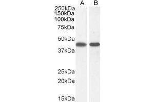 ASS1 antibody  (Internal Region)