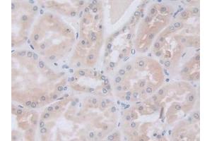 Detection of GLa in Human Kidney Tissue using Polyclonal Antibody to Galactosidase Alpha (GLa) (GLA antibody  (AA 81-429))