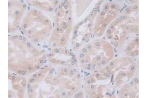 Detection of GLa in Human Kidney Tissue using Polyclonal Antibody to Galactosidase Alpha (GLa) (GLA antibody  (AA 81-429))