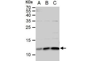 ERH antibody  (Center)