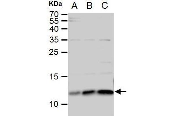 ERH antibody  (Center)