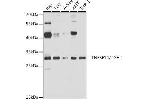 Western blot analysis of extracts of various cell lines, using TNFSF14/LIGHT antibody (ABIN6131288, ABIN6149345, ABIN6149346 and ABIN6219165) at 1:1000 dilution. (TNFSF14 antibody)