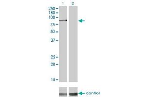 Western blot analysis of RPS6KA2 over-expressed 293 cell line, cotransfected with RPS6KA2 Validated Chimera RNAi (Lane 2) or non-transfected control (Lane 1). (RPS6KA2 antibody  (AA 631-733))