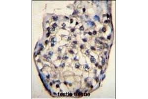 ODF3 Antibody (C-term) (ABIN655745 and ABIN2845191) immunohistochemistry analysis in formalin fixed and paraffin embedded human testis tissue followed by peroxidase conjugation of the secondary antibody and DAB staining. (ODF3 antibody  (C-Term))