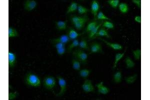 Immunofluorescence staining of A549 cells with ABIN7166440 at 1:100, counter-stained with DAPI.