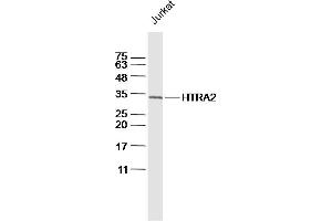 Jurkat lysates probed with HTRA2 Polyclonal Antibody, Unconjugated  at 1:300 dilution and 4˚C overnight incubation. (HTRA2 antibody  (AA 231-330))