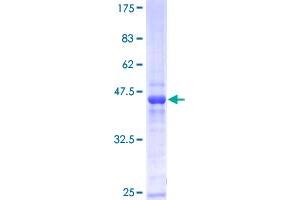 PMF1 Protein (AA 1-175) (GST tag)