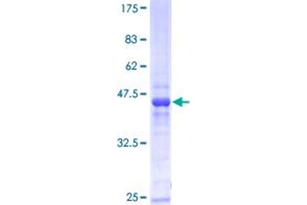 PMF1 Protein (AA 1-175) (GST tag)