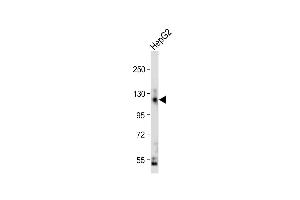Anti-CEAC Antibody (N-term) at 1:2000 dilution + HepG2 whole cell lysate Lysates/proteins at 20 μg per lane.