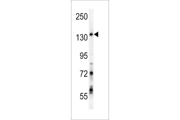 GPRASP1 antibody  (C-Term)
