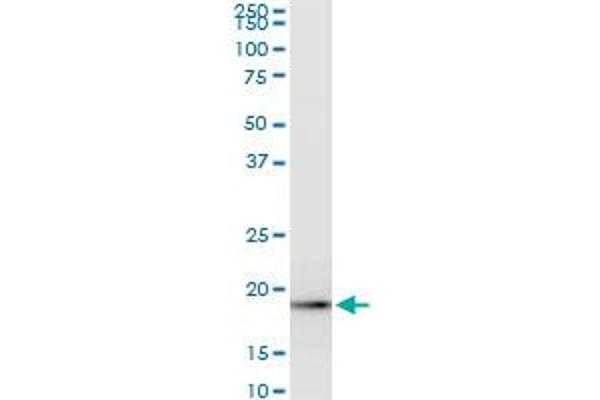 ICT1 antibody  (AA 107-206)