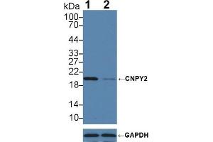 Western Blotting (WB) image for anti-Canopy 2 Homolog (CNPY2) (AA 21-182) antibody (ABIN7441694)