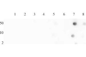 Histone H4 acetyl Lys16 antibody (pAb) tested by dot blot analysis. (Histone H4 antibody  (acLys16))