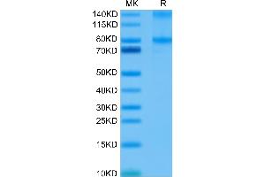 SDS-PAGE (SDS) image for CD40 Ligand (CD40LG) (Trimer) protein (Fc Tag) (ABIN7274321)