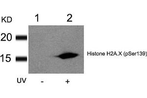 Western blot analysis of extracts from HT29 cells untreated(lane 1) or treated with UV(lane 2) using Histone H2A. (H2AFX antibody  (pSer139))