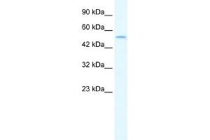 WB Suggested Anti-IRF8 Antibody Titration:  1. (IRF8 antibody  (N-Term))