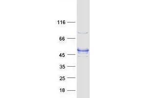 Validation with Western Blot (RASGEF1A Protein (Myc-DYKDDDDK Tag))
