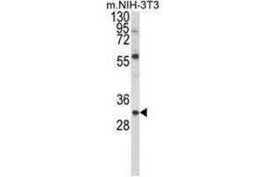 Western blot analysis of GDNF Antibody (N-term) in NIH-3T3 cell line lysates (35ug/lane). (GDNF antibody  (N-Term))