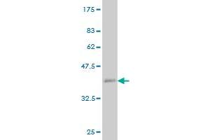 Western Blot detection against Immunogen (36. (ZIC1 antibody  (AA 2-95))