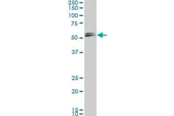 SMAD1 antibody  (AA 1-465)