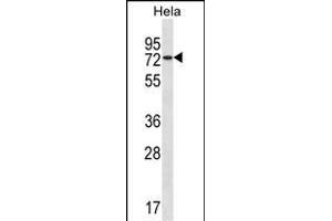 USP39 Antibody (Center) (ABIN1538151 and ABIN2850134) western blot analysis in Hela cell line lysates (35 μg/lane). (USP39 antibody  (AA 237-265))