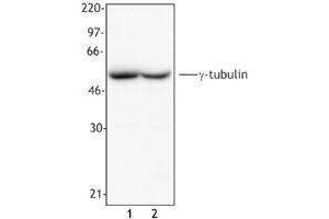 Western Blotting (WB) image for anti-Tubulin, gamma (TUBG) antibody (ABIN2666377) (gamma Tubulin antibody)