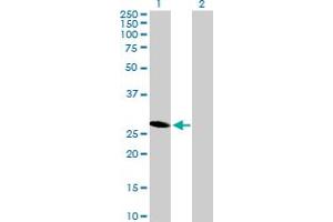 Western Blot analysis of HES6 expression in transfected 293T cell line by HES6 MaxPab polyclonal antibody. (HES6 antibody  (AA 1-224))