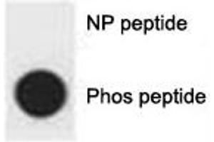 Dot blot analysis of p-p62 antibody. (SQSTM1 antibody  (pSer403))