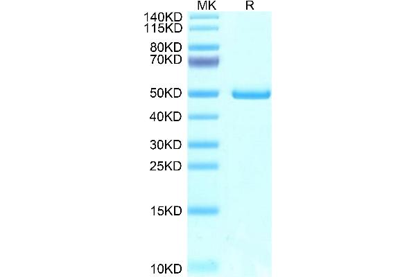 Neurotensin Protein (NTS) (AA 23-162) (Fc Tag)