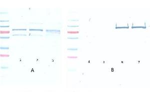 Western Blot of Mouse Anti-Akt pS473 antibody. (AKT1 antibody  (pSer473))