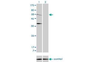 MDM2 antibody  (AA 101-200)