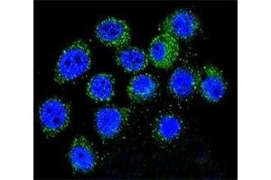 Confocal immunofluorescent analysis of IGF1 antibody with A549 cells followed by Alexa Fluor 488-conjugated goat anti-rabbit lgG (green). (IGF1 antibody  (AA 115-144))