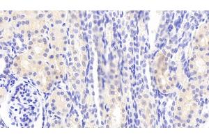 Detection of MMP13 in Porcine Kidney Tissue using Polyclonal Antibody to Matrix Metalloproteinase 13 (MMP13) (MMP13 antibody  (AA 123-270))
