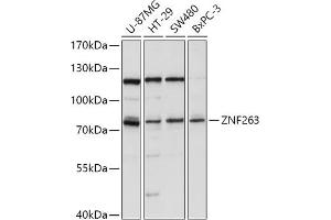 Western blot analysis of extracts of various cell lines, using ZNF263 antibody (ABIN7271472) at 1:1000 dilution. (ZNF263 antibody  (AA 120-240))