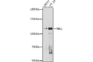Western blot analysis of extracts of various cell lines, using RBL1 antibody (ABIN7269942) at 1:1000 dilution. (p107 antibody  (AA 100-200))