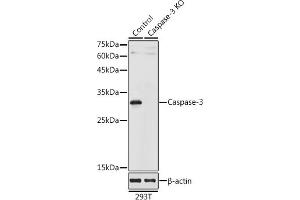 Western blot analysis of extracts from normal (control) and Caspase-3 knockout (KO) 293T cells, using Caspase-3 antibody (ABIN6131583, ABIN6137963, ABIN6137965 and ABIN6215516) at 1:1000 dilution. (Caspase 3 antibody  (AA 55-160))