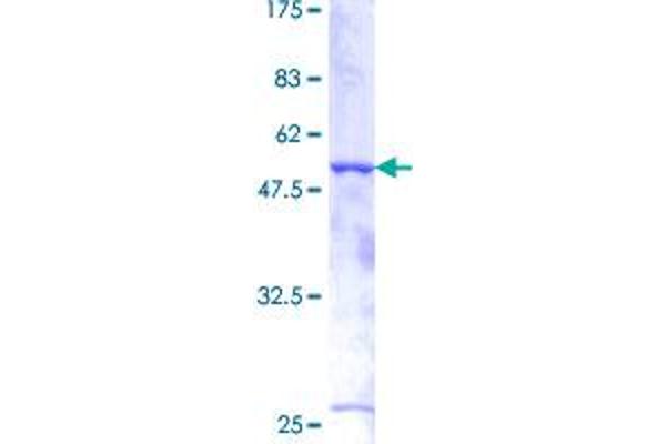 BCAS2 Protein (AA 1-225) (GST tag)