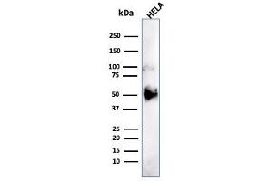 Western Blot Analysis of HeLa cell lysate using FOXA1 Mouse Monoclonal Antibody (FOXA1/1241). (FOXA1 antibody  (AA 372-472))