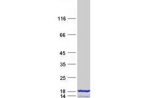 S100 Calcium Binding Protein A7 (S100A7) protein (Myc-DYKDDDDK Tag)