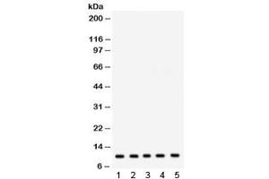 Western blot testing of 1) rat liver, 2) rat heart, 3) mouse heart, 4) human HepG2 and 5) human HeLa lysate with FXYD1 antibody. (FXYD1 antibody  (AA 21-92))
