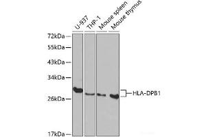 Western blot analysis of extracts of various cell lines using HLA-DPB1 Polyclonal Antibody at dilution of 1:1000. (HLA-DPB1 antibody)