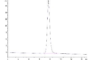 The purity of Human LILRA5 is greater than 95 % as determined by SEC-HPLC. (LILRA5 Protein (AA 42-268) (His-Avi Tag))