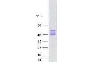 Validation with Western Blot (Kallikrein 5 Protein (KLK5) (Transcript Variant 2) (Myc-DYKDDDDK Tag))