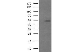 Image no. 2 for anti-Mdm4-binding Protein (MDM4) antibody (ABIN1499350) (MDM4-binding Protein antibody)