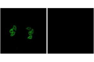 Immunofluorescence analysis of A549 cells, using CKI-alpha1/L Antibody. (CSNK1A1L antibody  (AA 141-190))